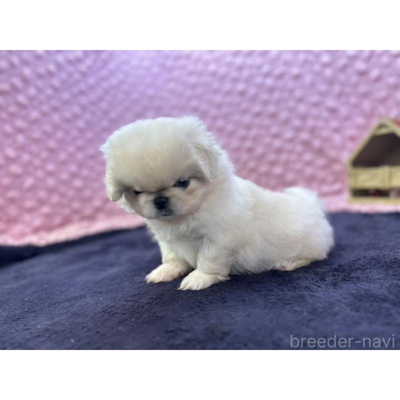 成約済の茨城県のペキニーズ-416901の10枚目