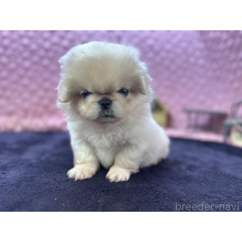 成約済の茨城県のペキニーズ-416901の9枚目