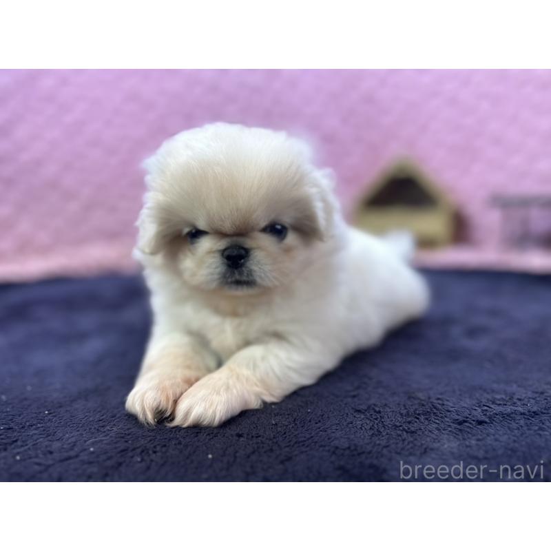 販売中の茨城県のペキニーズ-416901