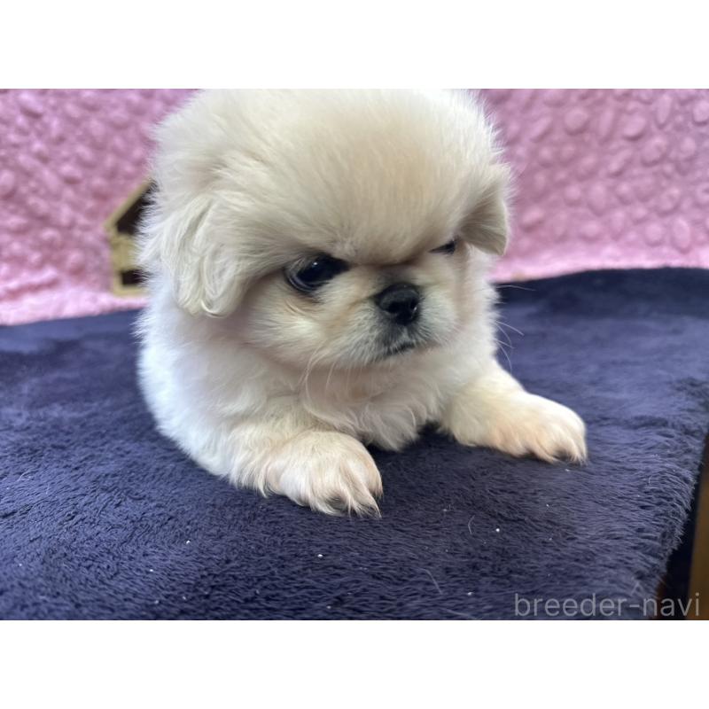 成約済の茨城県のペキニーズ-416901の8枚目