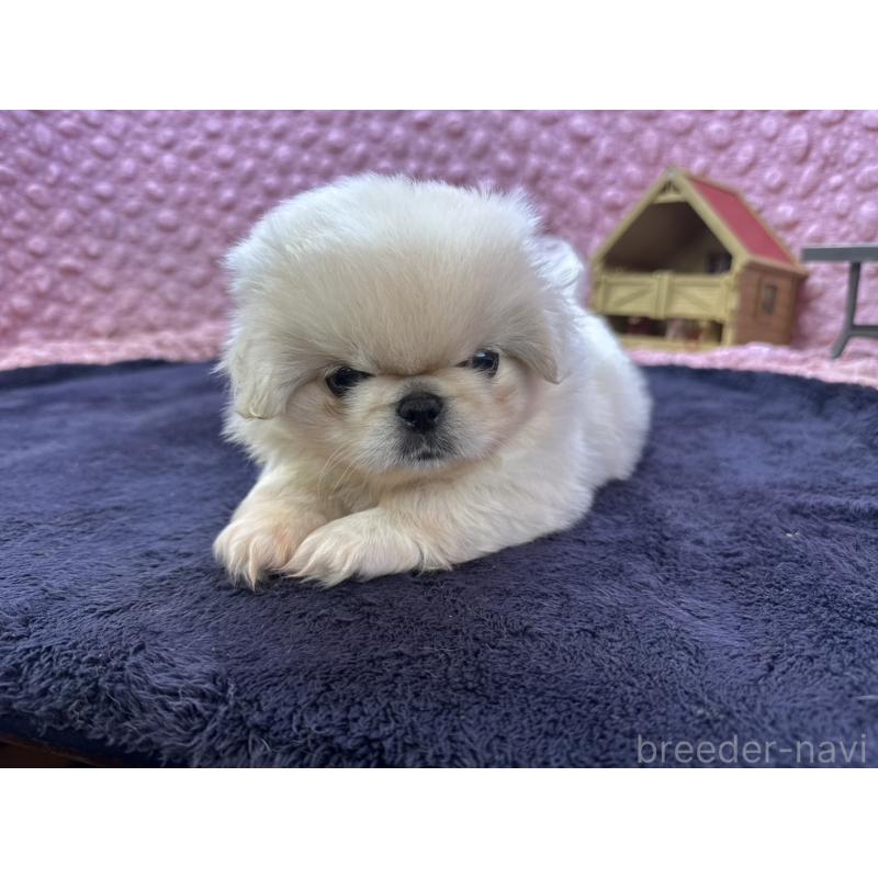 成約済の茨城県のペキニーズ-416901の7枚目