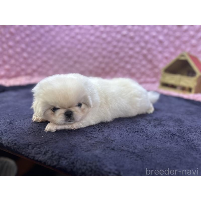 成約済の茨城県のペキニーズ-416901の6枚目