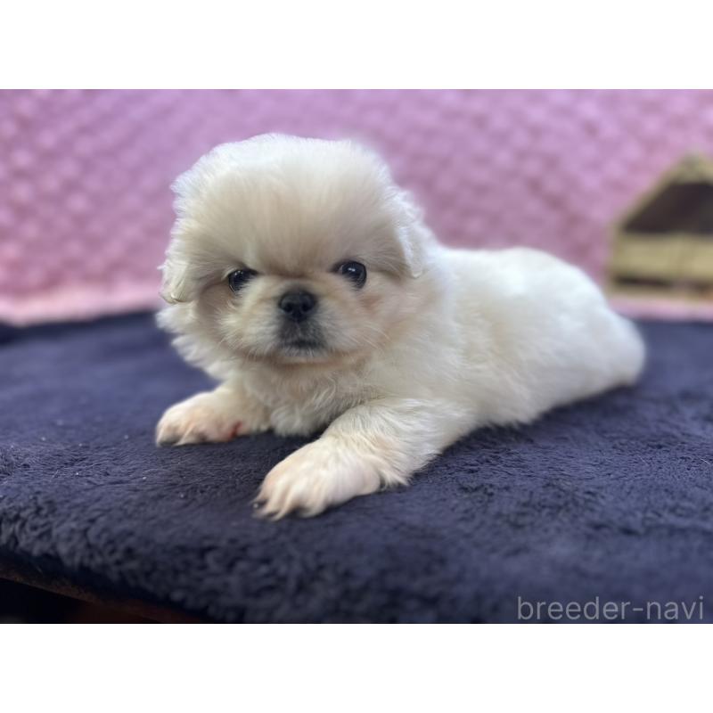 成約済の茨城県のペキニーズ-416901の5枚目