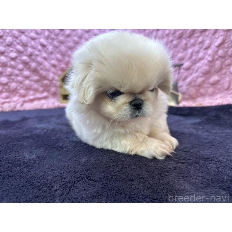 成約済の茨城県のペキニーズ-416901の4枚目