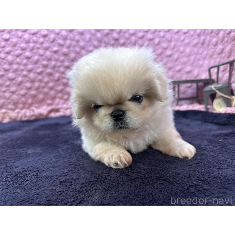 成約済の茨城県のペキニーズ-416901の3枚目