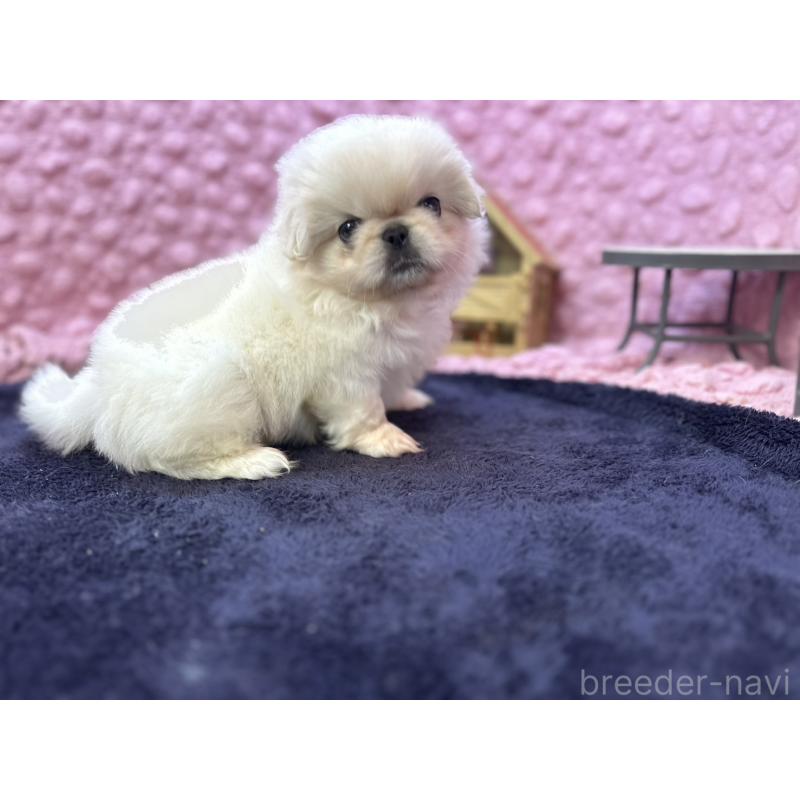 成約済の茨城県のペキニーズ-416901の2枚目