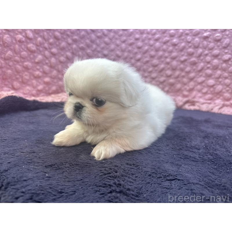 販売中の茨城県のペキニーズ-418357の7枚目
