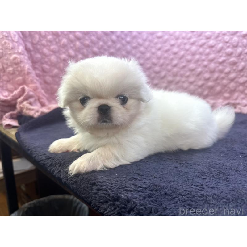 販売中の茨城県のペキニーズ-418357の2枚目