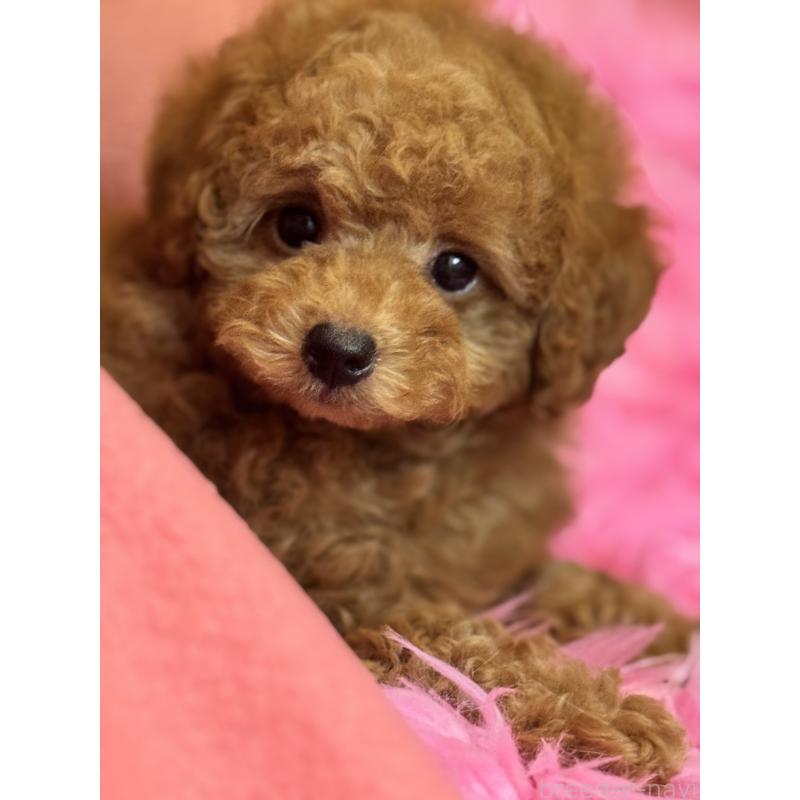 成約済の香川県のタイニープードル-412276の5枚目