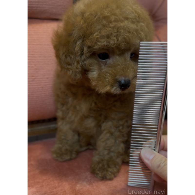 成約済の香川県のタイニープードル-412276の4枚目