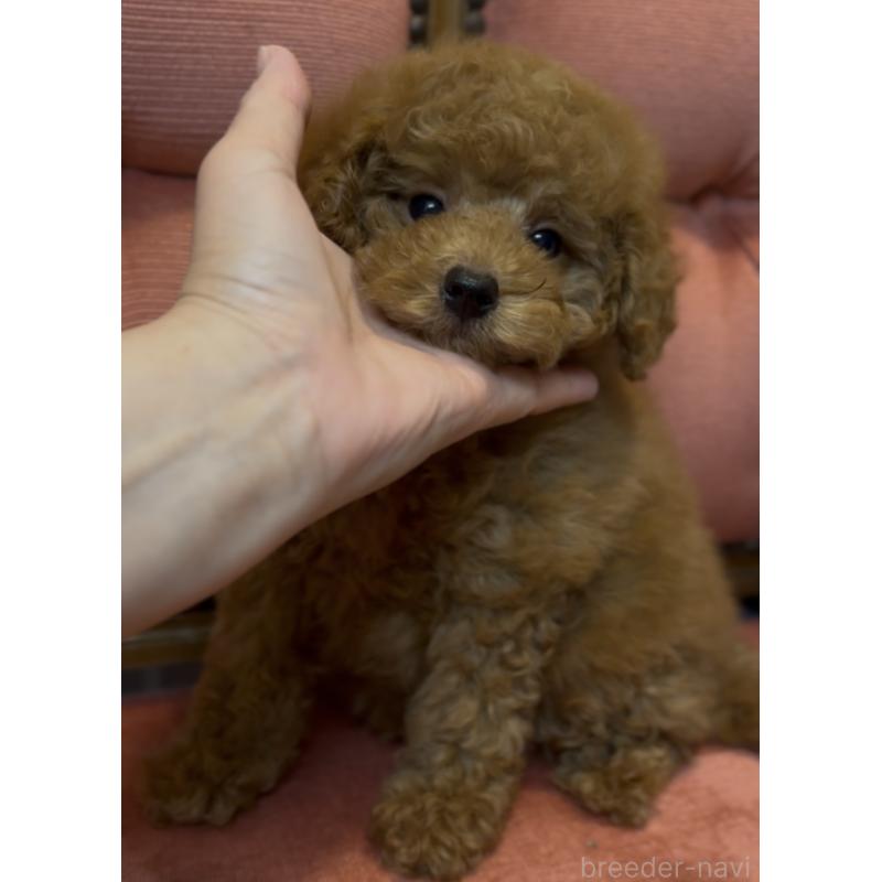 成約済の香川県のタイニープードル-412276の3枚目