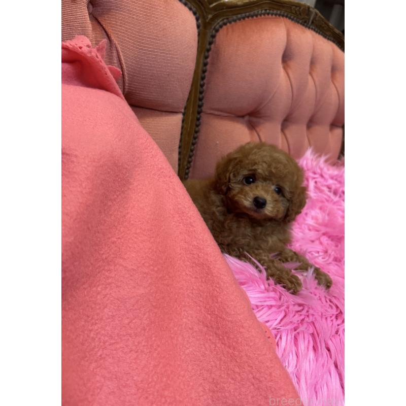 成約済の香川県のタイニープードル-412276の2枚目