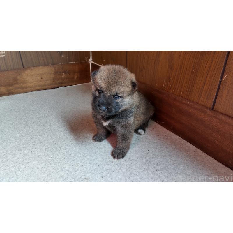 販売中の秋田県の柴犬-418363の4枚目