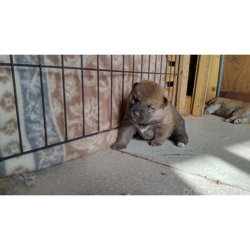 販売中の秋田県の柴犬-418363の3枚目