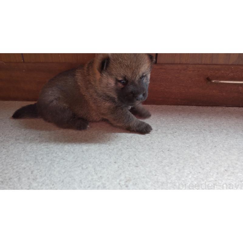 販売中の秋田県の柴犬-418363の2枚目