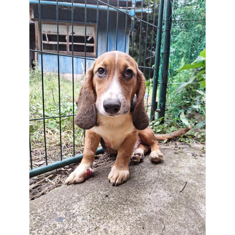 販売中の神奈川県のミックス犬-397579の15枚目