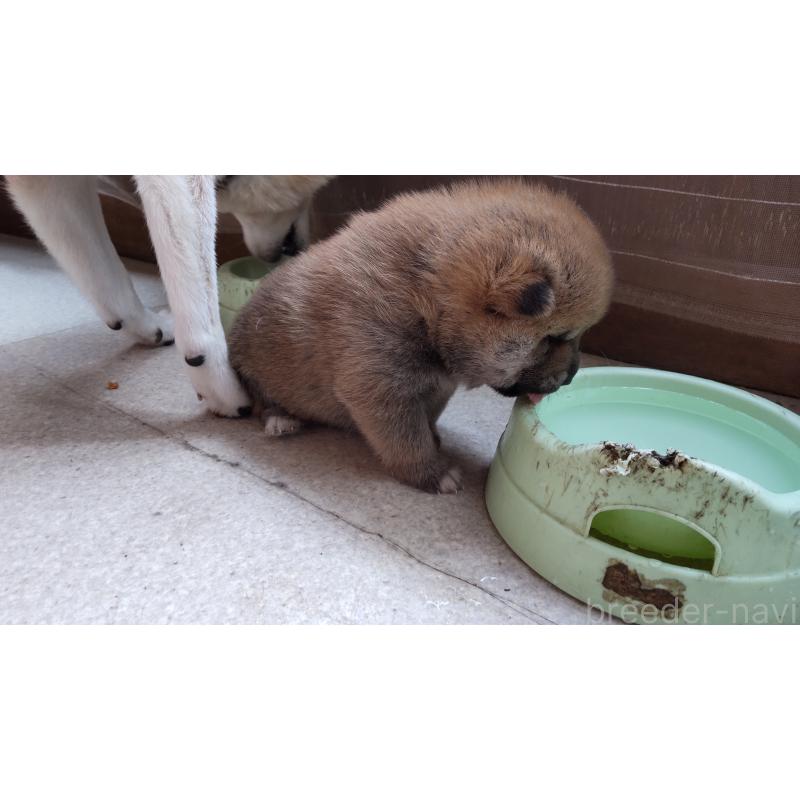 販売中の秋田県の柴犬-418364の3枚目