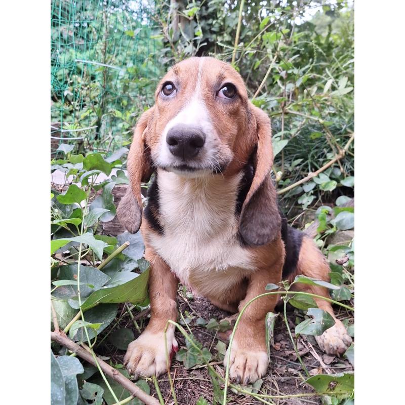 販売中の神奈川県のミックス犬-397579の14枚目