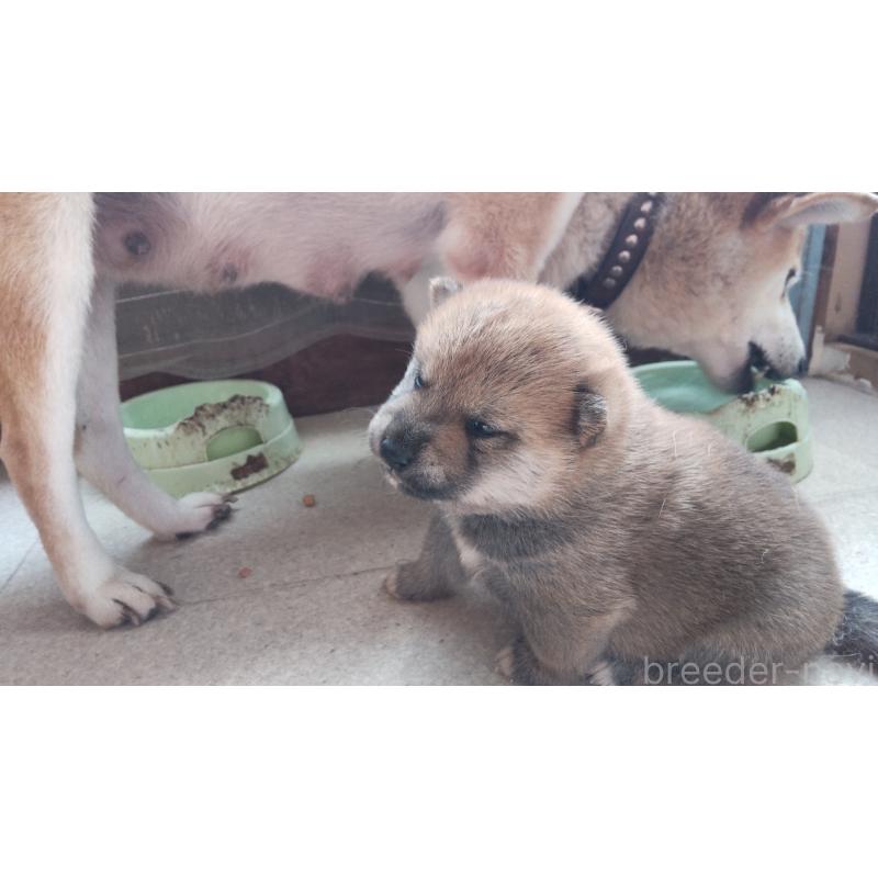 販売中の秋田県の柴犬-418364の2枚目