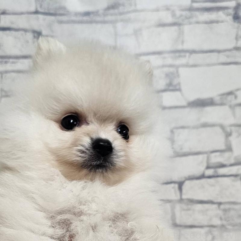 成約済の埼玉県のポメラニアン-414365