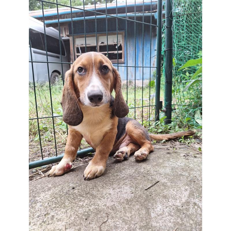 販売中の神奈川県のミックス犬-397579の13枚目