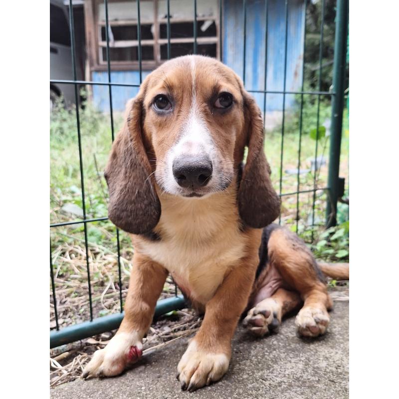 販売中の神奈川県のミックス犬-397579の12枚目