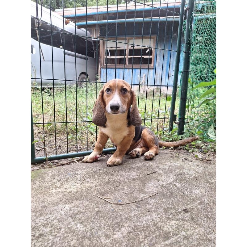 販売中の神奈川県のミックス犬-397579の11枚目