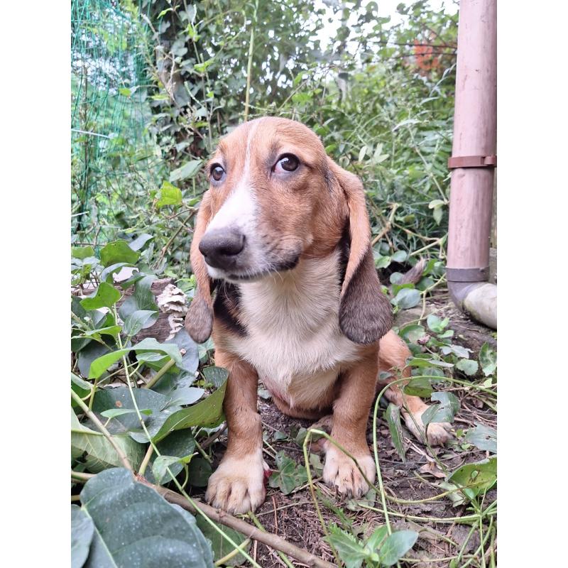 販売中の神奈川県のミックス犬-397579の10枚目