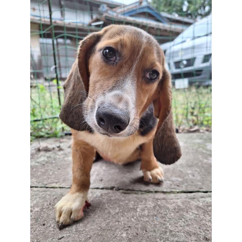 販売中の神奈川県のミックス犬-397579の9枚目