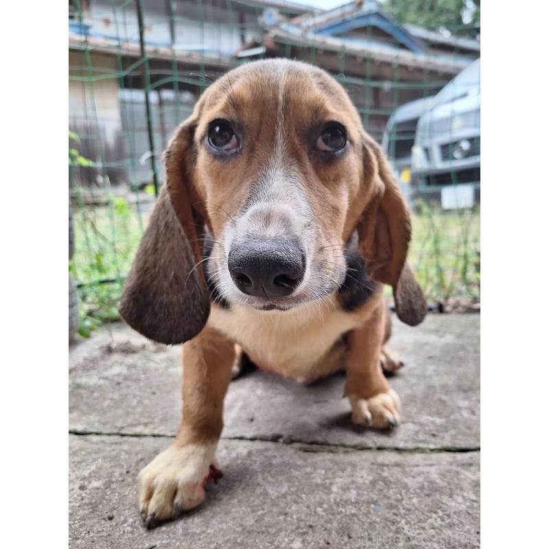 販売中の神奈川県のミックス犬-397579の8枚目