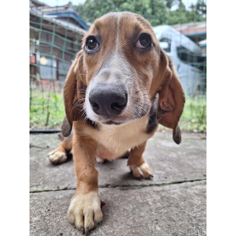販売中の神奈川県のミックス犬-397579の7枚目