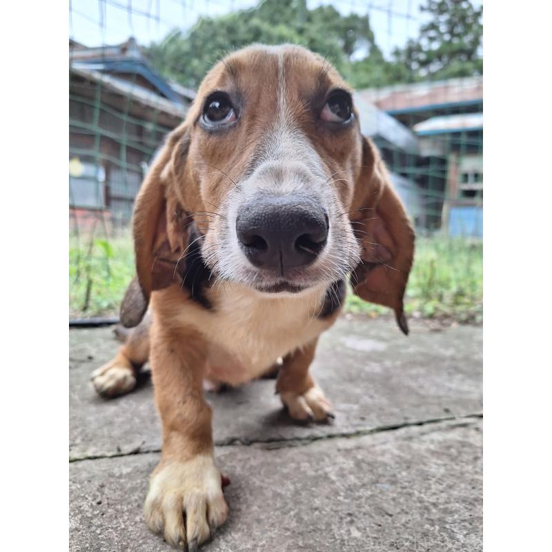 販売中の神奈川県のミックス犬-397579の6枚目