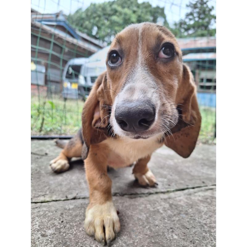 販売中の神奈川県のミックス犬-397579の5枚目