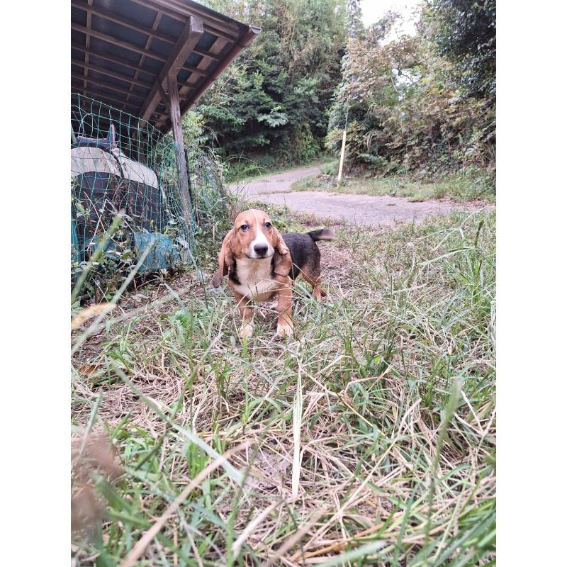 販売中の神奈川県のミックス犬-397579の4枚目