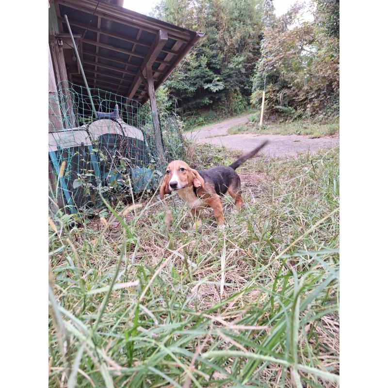 販売中の神奈川県のミックス犬-397579の3枚目