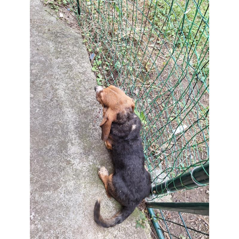 販売中の神奈川県のミックス犬-397579の2枚目