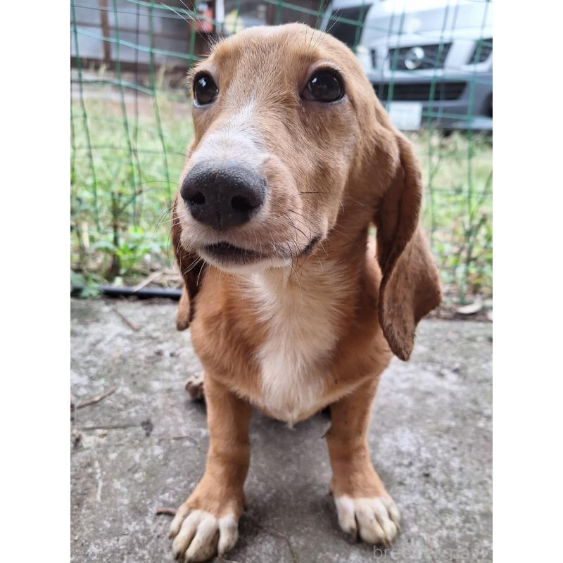 販売中の神奈川県のミックス犬-397719の17枚目