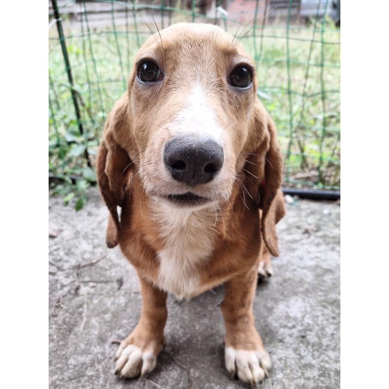 販売中の神奈川県のミックス犬-397719の16枚目