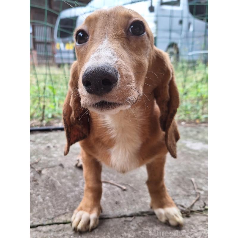 販売中の神奈川県のミックス犬-397719の13枚目