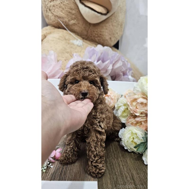 成約済の埼玉県のトイプードル-414338の3枚目