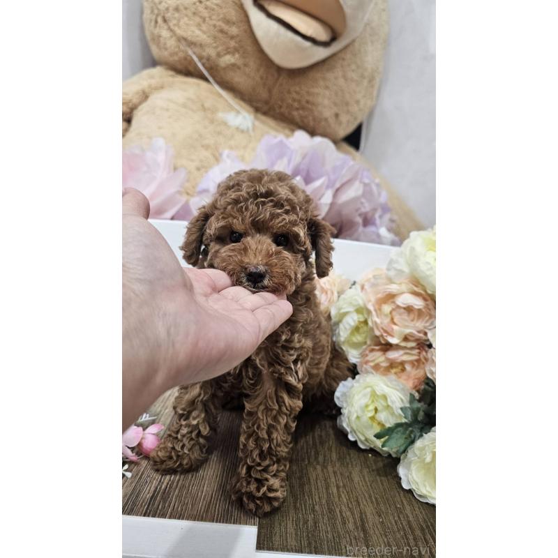 成約済の埼玉県のトイプードル-414338の2枚目