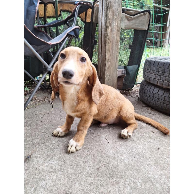 販売中の神奈川県のミックス犬-397719の9枚目