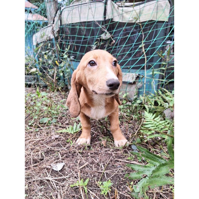 販売中の神奈川県のミックス犬-397719の6枚目