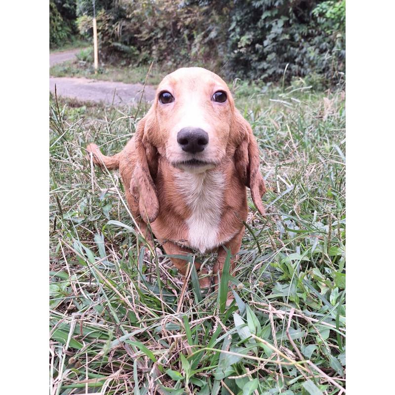 販売中の神奈川県のミックス犬-397719の4枚目