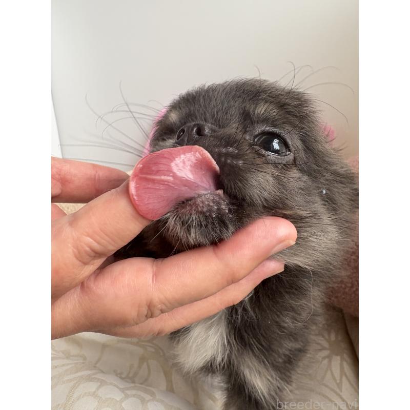 販売中の山口県のチワワ(ロングコート)-413653の7枚目