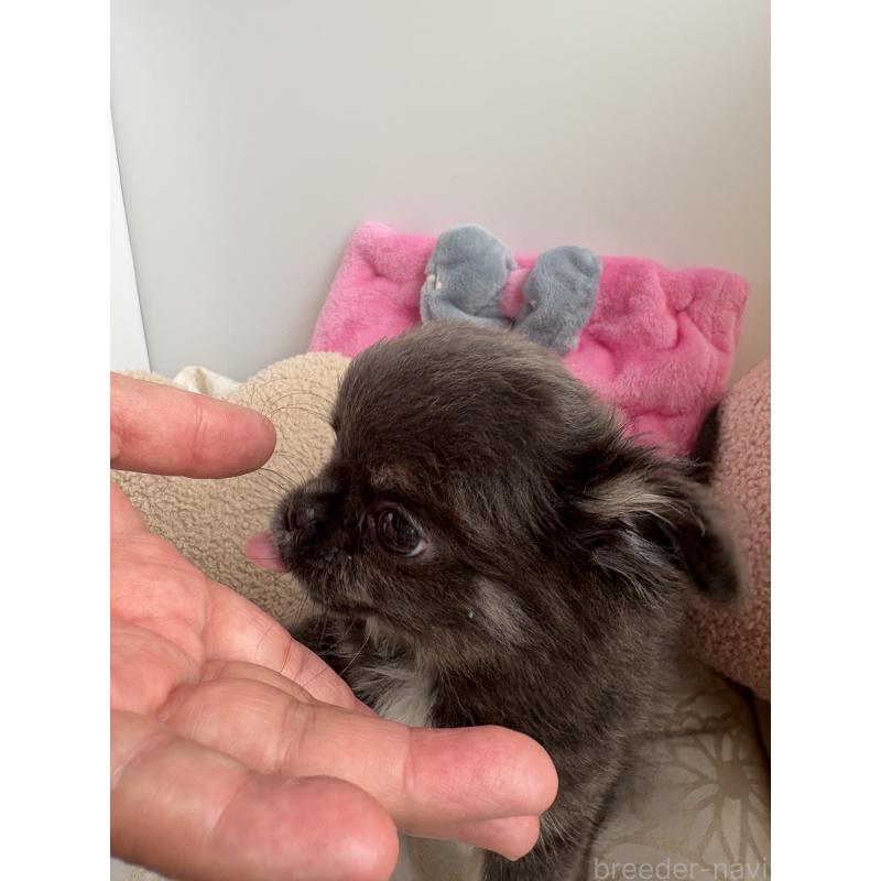 販売中の山口県のチワワ(ロングコート)-413653の5枚目