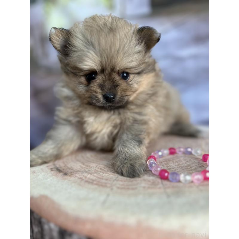 販売中の北海道のポメラニアン-414273の15枚目