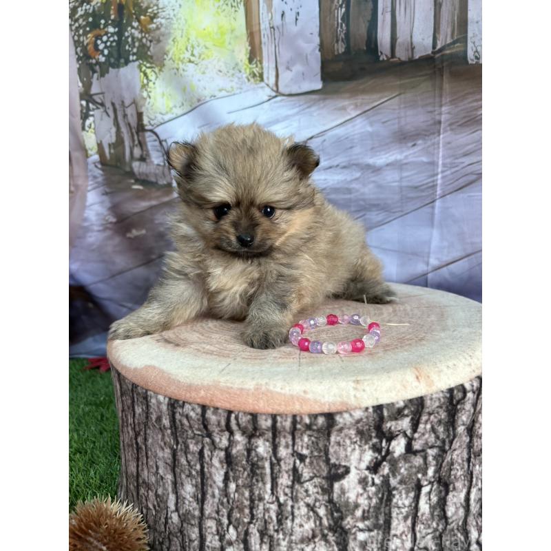 販売中の北海道のポメラニアン-414273の14枚目