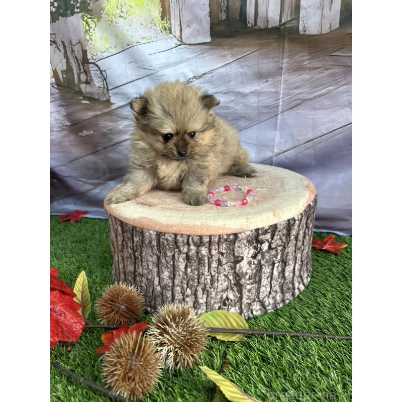 販売中の北海道のポメラニアン-414273の13枚目