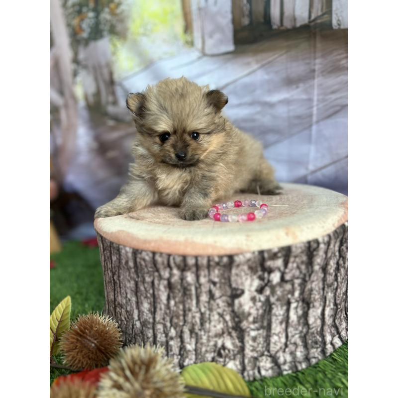 販売中の北海道のポメラニアン-414273の12枚目